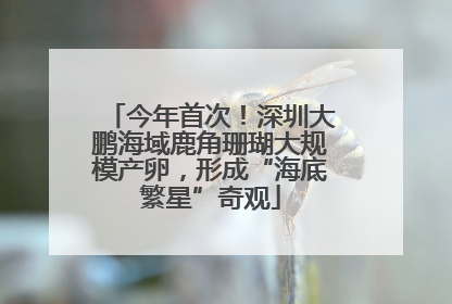 今年首次！深圳大鹏海域鹿角珊瑚大规模产卵，形成“海底繁星”奇观